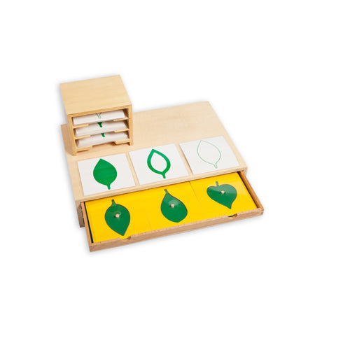 Montessori Botany Cabinet of Leaf Shapes and Cards