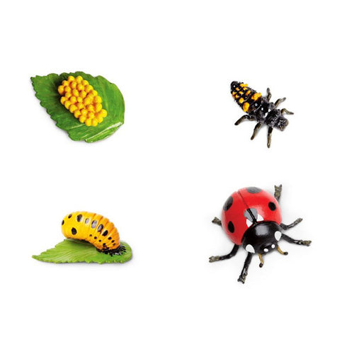Montessori Ladybird Lifecycle Figures