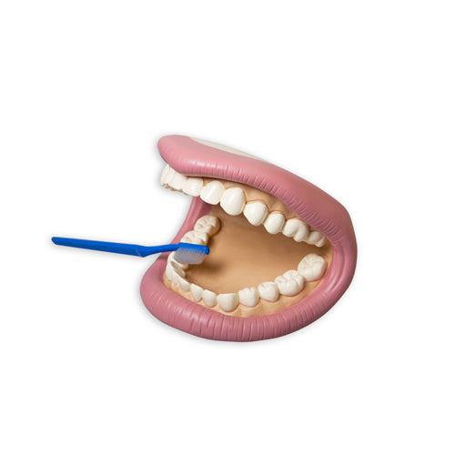 Montessori Teeth Demonstration Model