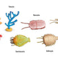 Cambrian Creatures
