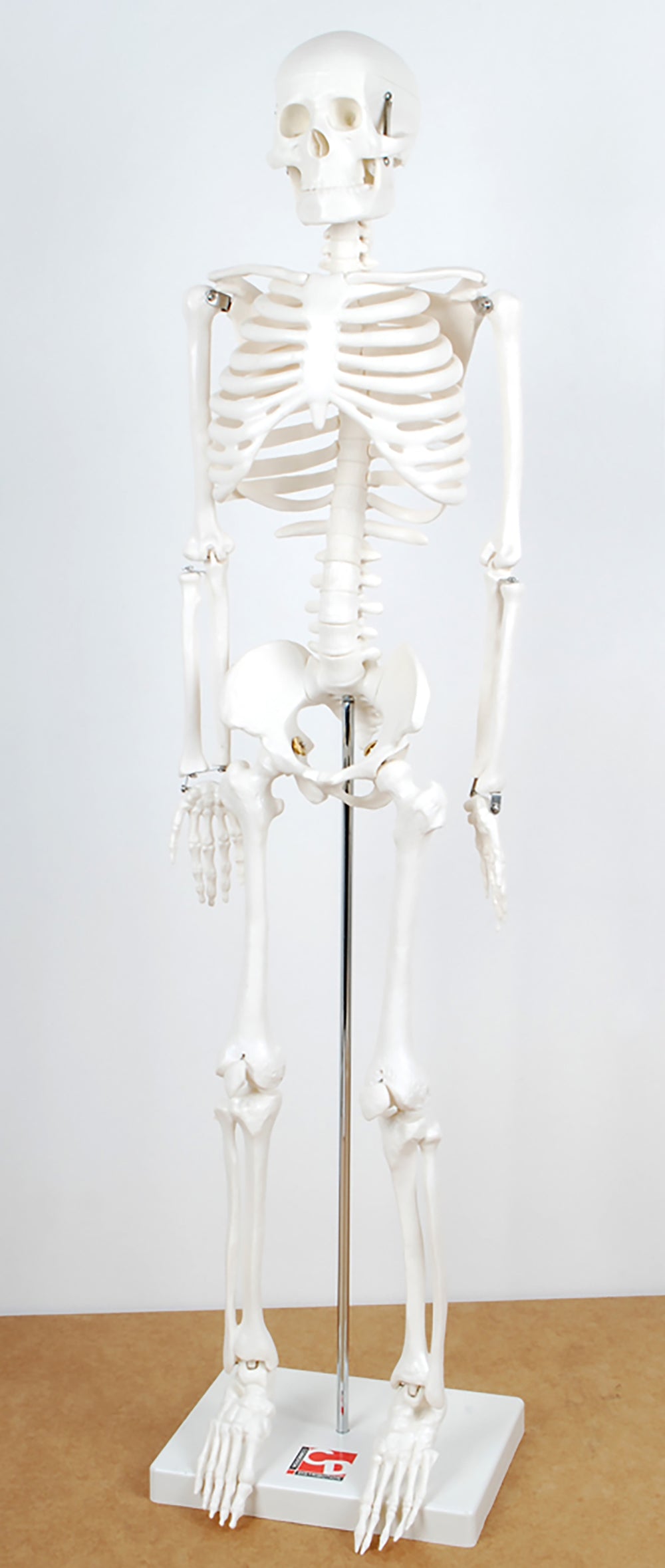 Half Size Skeleton