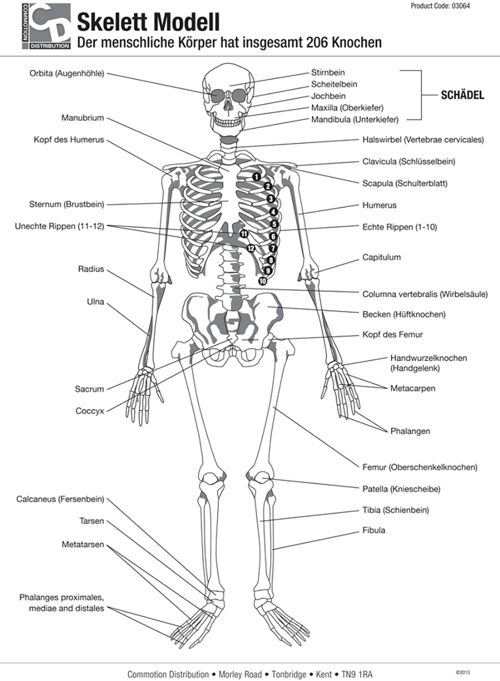 Half Size Skeleton