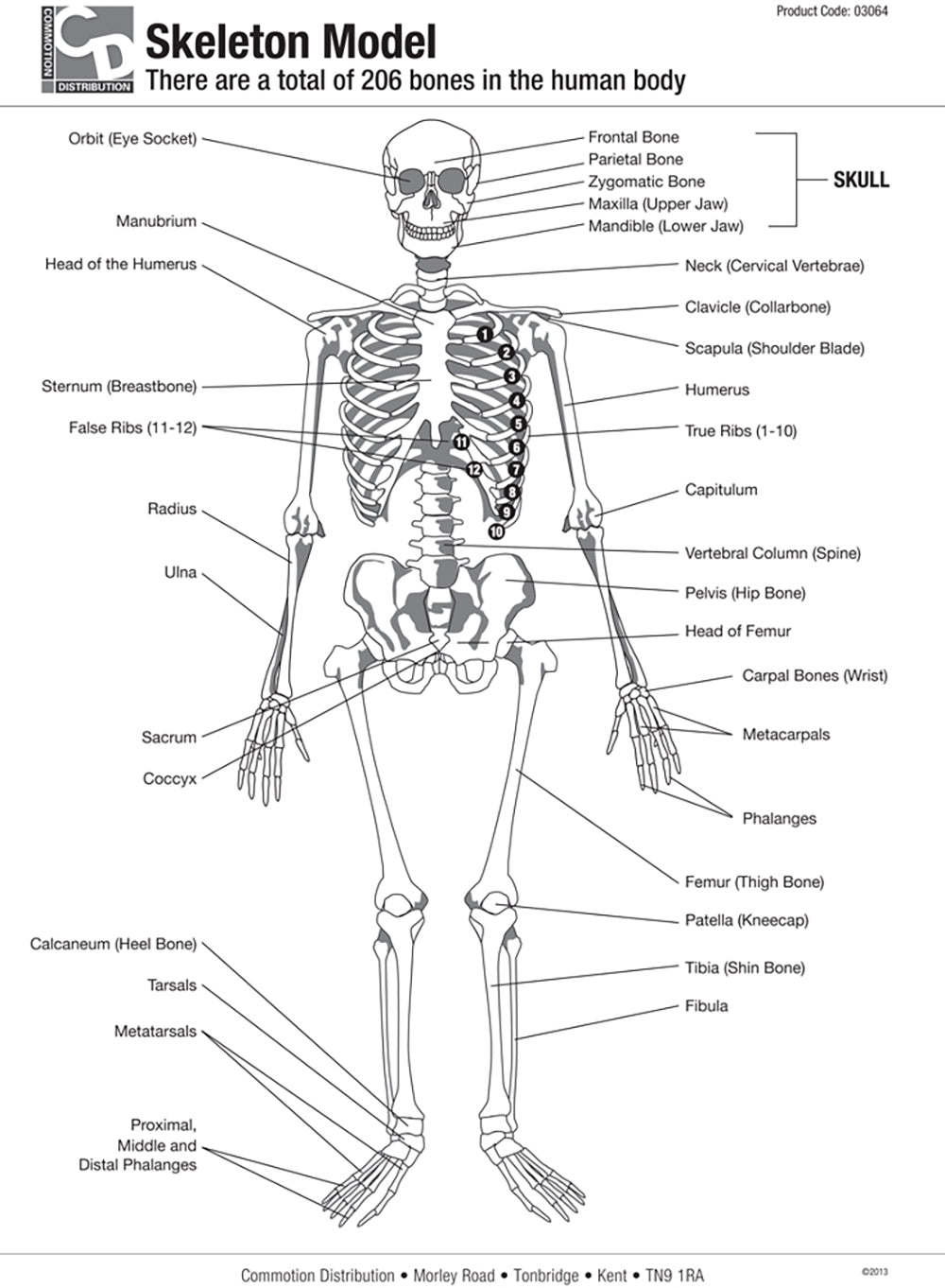 Half Size Skeleton