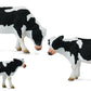 Farm Animals: Friesian Cattle: Calf