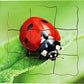 Ladybird Lifecycle Layered Tray Puzzle