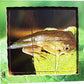 Frog Lifecycle Layered Tray Puzzle