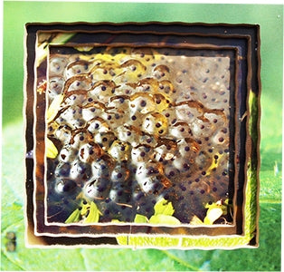 Frog Lifecycle Layered Tray Puzzle