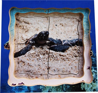 Turtle Lifecycle Layered Tray Puzzle