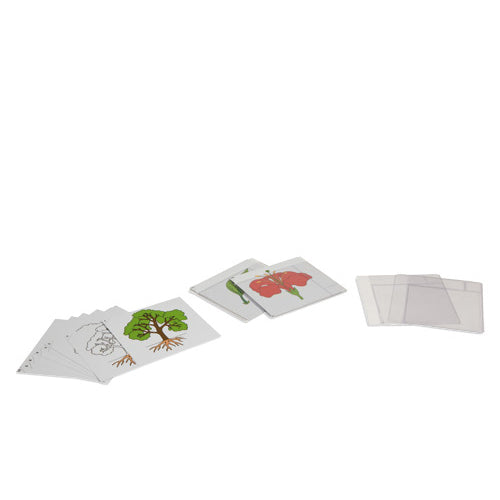 Nienhuis Montessori First Set Of Botany Cards