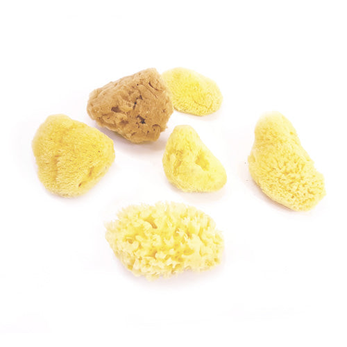 6 Assorted Mini Natural Sponges
