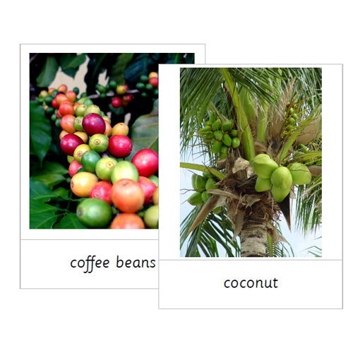 Montessori World Vegetation Cards .pdf File
