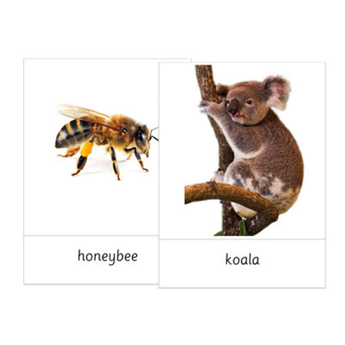 Montessori World Herbivores Cards .pdf File