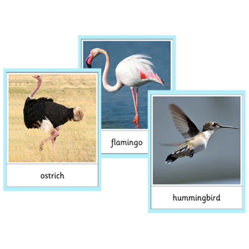 Montessori Birds Cards .pdf File