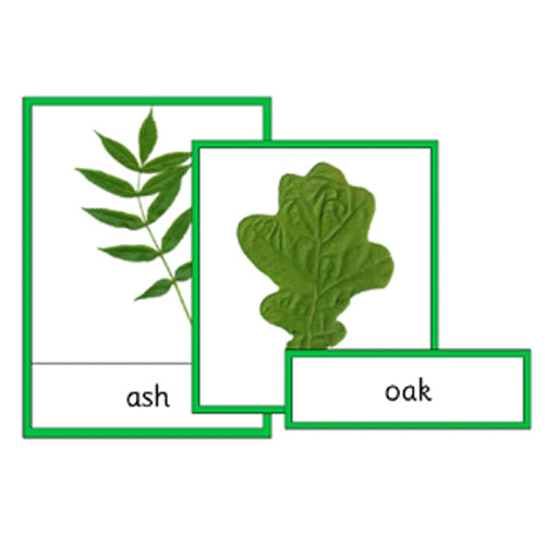 Montessori Leaf Identification Cards .pdf File