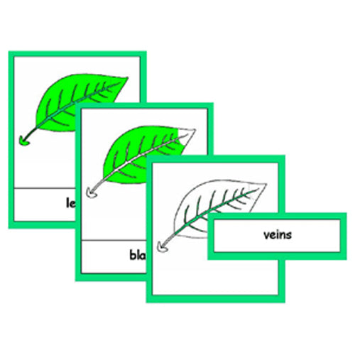 Montessori Parts Of A Leaf Cards .pdf File