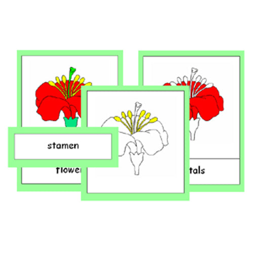 Montessori Parts Of A Flower Cards .pdf File
