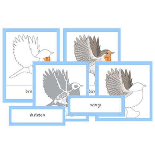 Montessori Parts Of A Bird Cards .pdf File