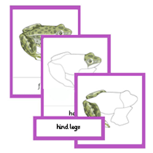 Montessori Parts Of A Frog Cards .pdf File