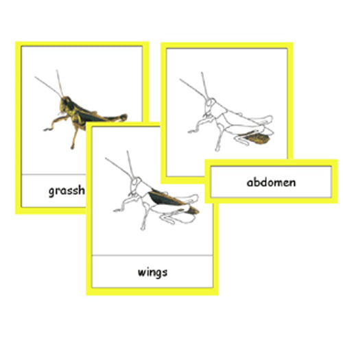 Montessori Parts of a Grasshopper .pdf file