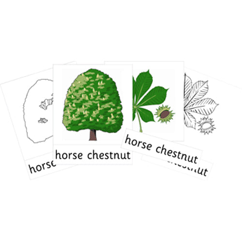 Montessori Native Trees Cards .pdf File