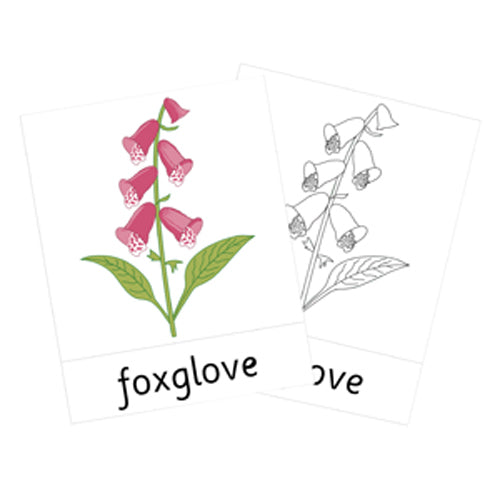 Montessori Native Wildflowers Cards .pdf File