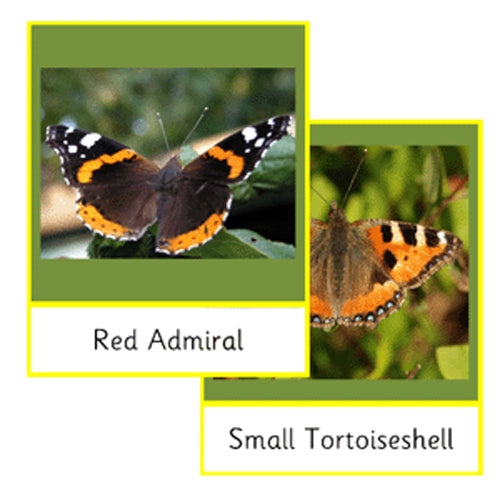 Montessori Native Butterflies Cards .pdf File