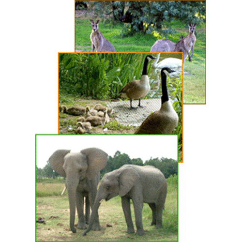 Montessori Continents Folders: Wildlife .pdf file